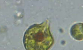 sapete identificarle?